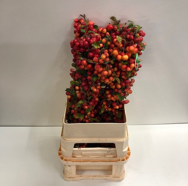 Malus red sentinel.jpg